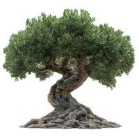 Old olive tree with twisted trunk and lush green leaves in natural environment near a rural area isolated on transparent background png