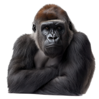 Majestic gorilla gazes thoughtfully while resting in a calm environment isolated on transparent background png