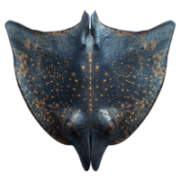 Stunning close-up of a unique double-headed stingray displaying intricate patterns in natural habitat isolated on transparent background png