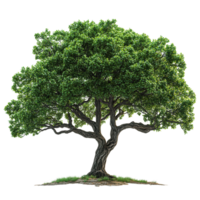 Majestic green tree with broad canopy stands alone in bright daylight against a white background isolated on transparent background png