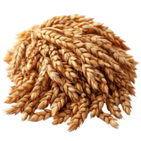 Wheat ears harvested ready for processing in a sunny field during the peak of summer isolated on transparent background png