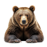 Grizzly bear resting with a calm demeanor in a natural setting during daylight hours isolated on transparent background png