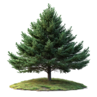 Evergreen tree surrounded by green grass on a small grassy mound in a clear outdoor setting isolated on transparent background png