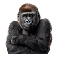 Powerful gorilla with a contemplative expression in a neutral background, showcasing its impressive features and strength isolated on transparent background png