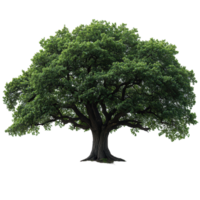 Large oak tree with lush green foliage stands alone on a white background providing a serene and memorable natural view isolated on transparent background png