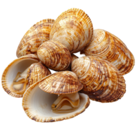 Fresh clams displayed in a natural arrangement on a light surface showcasing their unique patterns and textures isolated on transparent background png