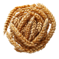 Wheat strands arranged in a circular pattern highlighting agricultural craft and natural textures isolated on transparent background png