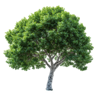 Large green leafy tree with a sturdy trunk displaying lush foliage in bright daylight conditions isolated on transparent background png
