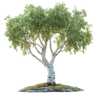 Birch tree with lush green leaves stands on a rocky base in a serene outdoor setting isolated on transparent background png