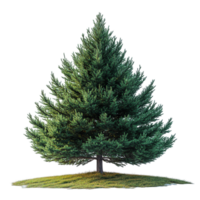Lush evergreen tree standing majestically on grassy ground in bright natural light isolated on transparent background png