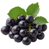 Fresh blackcurrants with green leaves arranged in a cluster on a white background during the summer harvest season isolated on transparent background png