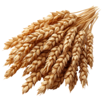 Harvested wheat bundles dry in natural light, showcasing golden grains and rustic charm during late afternoon hours isolated on transparent background png