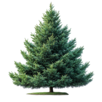 Evergreen tree with lush green foliage showcasing symmetrical branches and a robust trunk in bright daylight isolated on transparent background png