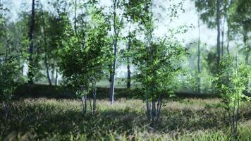 Group of Birch Trees Standing in Grass video