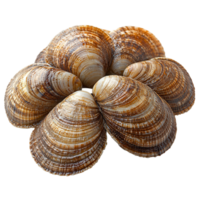 Unique arrangement of beautifully patterned seashells displayed on a white background isolated on transparent background png