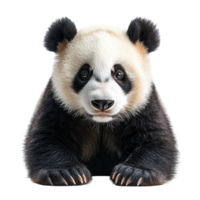 Cute panda sits with curious expression, showcasing black and white fur in a studio setting isolated on transparent background png