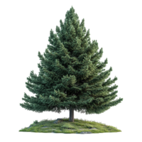 Beautiful tree standing with lush green foliage on a small patch of grass in a natural setting isolated on transparent background png