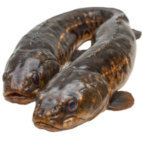 Unique twin fish with striking patterns and distinct features found in freshwater habitats isolated on transparent background png
