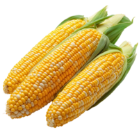 Freshly harvested corn cobs displayed against a white background showcasing their vibrant yellow kernels isolated on transparent background png