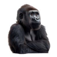 Majestic gorilla sitting with a thoughtful expression against a white background in a close-up view isolated on transparent background png