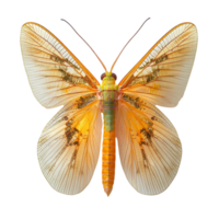 Colorful tropical moth showcasing intricate wing patterns in a natural setting isolated on transparent background png