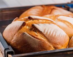 Close-Up of Rustic Bread Loaves on a Baking Tray photo