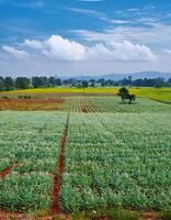 A picturesque view of an expansive agricultural field, photo