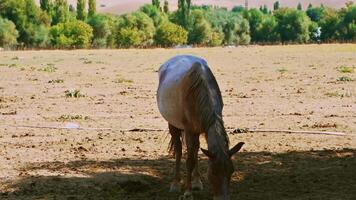 a herd of horses in a paddock. High quality 4k footage video