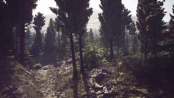 Exploring the serene trails of Alaskas lush green forest video