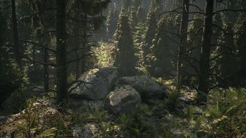 Tranquil forest landscape in Denmark showcasing lush greenery and rocks video