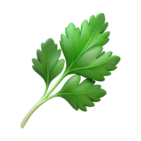 Fresh green coriander with detailed texture png