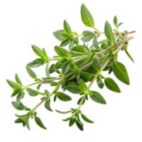 Fresh thyme herb culinary use high-quality still life studio setting nature's flavor png