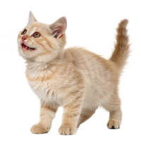 Charming munchkin cat in playful pose pet photography studio environment close up cute concept png