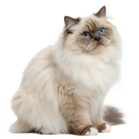Himalayan cat feline portrait studio setting clean environment side view elegant appearance png