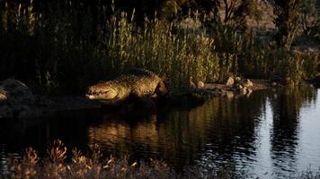 Crocodile resting near water at twilight in a tranquil natural setting video