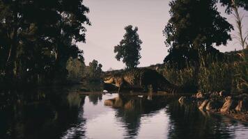 Crocodile resting near the waters edge in a serene natural habitat video