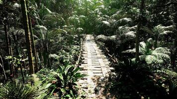 Exploring a lush green landscape with a stone path in Bolivias nature video