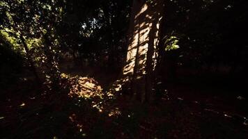 Sunlight filters through trees, casting shadows on the forest floor at dusk video