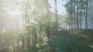 Sun Shining Through Trees in Forest video
