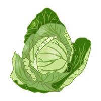 White cabbage in flat style. vector