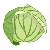 A simple head of white cabbage in a flat style. vector
