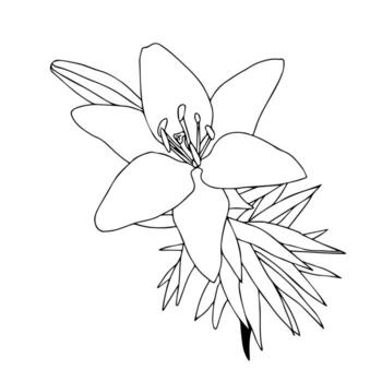 Lily♡　 Pink and White Lilies with White Wine at From You Flowers