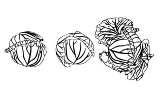 Horizontal set of simple cabbage heads in doodle style. vector