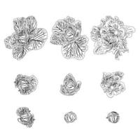 Large set of white cabbage with stages of head formation. Doodle style. vector