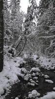 slät flyg över ström i snöig vinter- berg skog under snöfall video