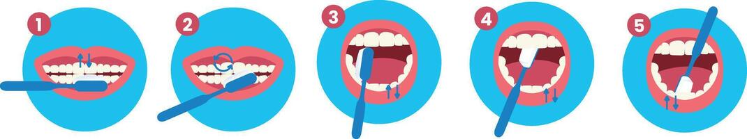 How to Brush Your Teeth Step by Step Instruction Flat Illustration vector