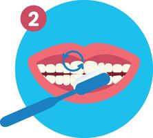 Second Step of How to Brush Your Teeth Step by Step Instruction Flat Illustration vector