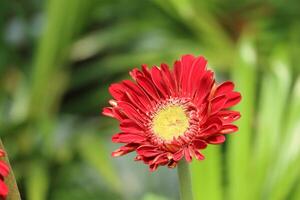 Vibrant Red Gerbera Daisy A Close up, Sunlit Bloom photo