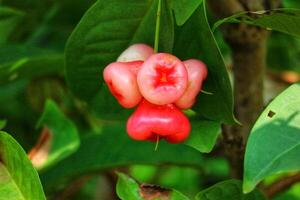 Vibrant Rose Apples Cluster A Lush, Natural Still Life photo