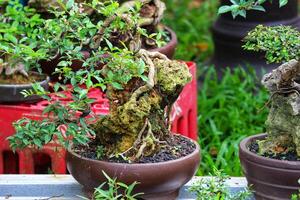 Lush Green Bonsai Tree on Rustic Rock, Serene Zen Garden Art photo